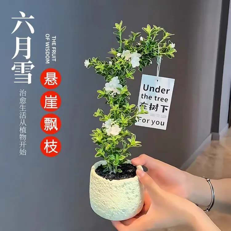 悬崖造型金边六月雪盆景室内小盆栽茶桌禅意观赏摆件好养易活绿植