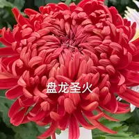 【盘龙圣火】大花富贵菊九月菊花苗盆栽适合室内外花开好看