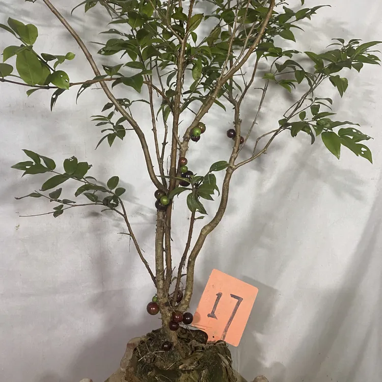 四季红妃树葡萄阳台绿植盆栽花卉