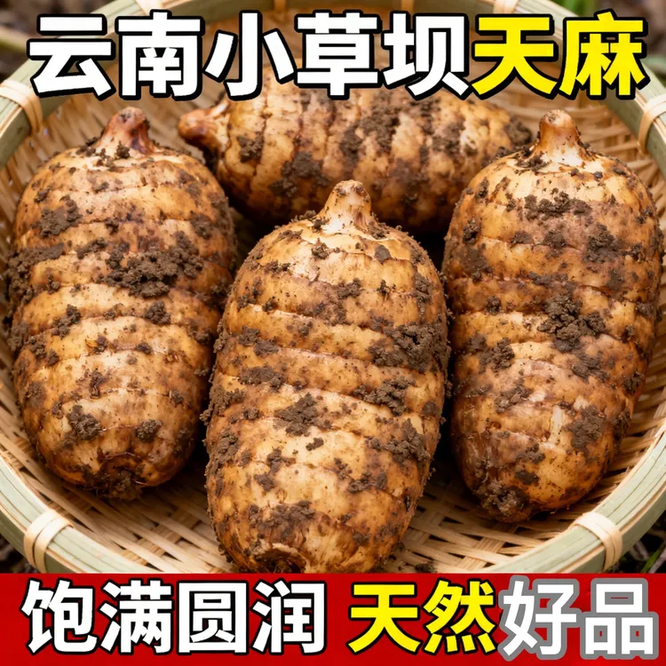 云南昭通小草坝新鲜乌天麻可煲汤泡酒炖肉健康食用