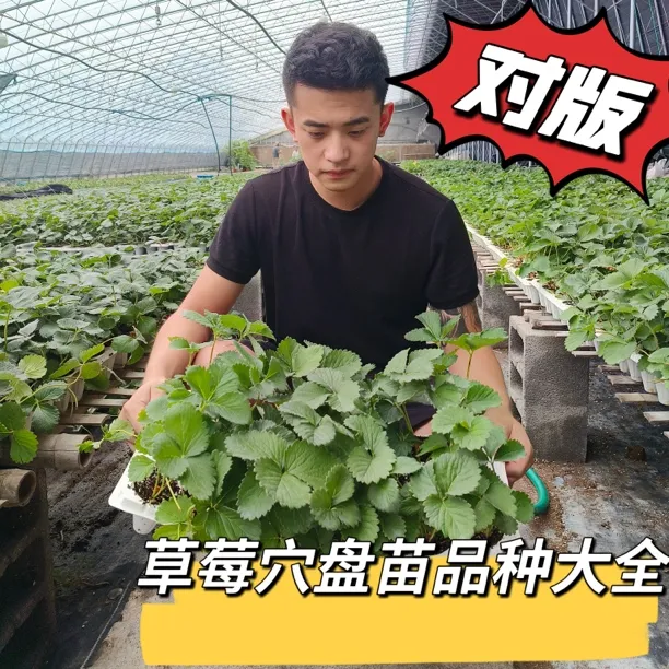 【草莓穴盘苗大全】秋季生产苗 对版草莓苗 商品性苗子 精包 对版