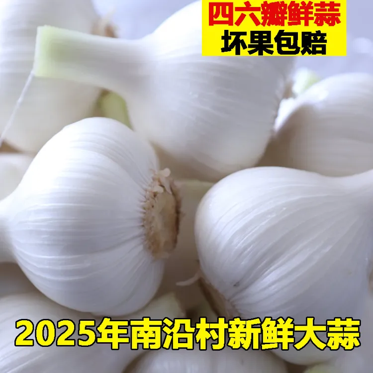 2025年经开区南沿村镇【干蒜】白皮蒜大蒜头四六瓣大蒜正宗河北笨蒜
