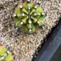 120-0923泰国发货多肉小马克