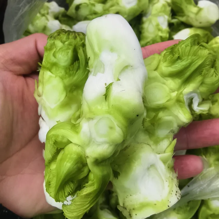 【四川特色蔬菜】农家现摘现发儿菜泡菜新鲜蔬菜