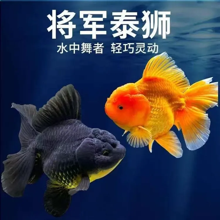 精品泰狮将军玛丽百褶鱼苗金鱼活体冷水鱼观赏鱼好养耐活