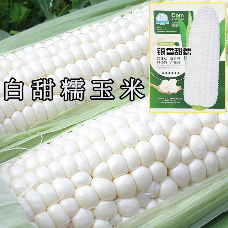 白糯甜玉米种子高产超大棒矮杆四季播玉米蔬菜种子超甜糯玉米种子