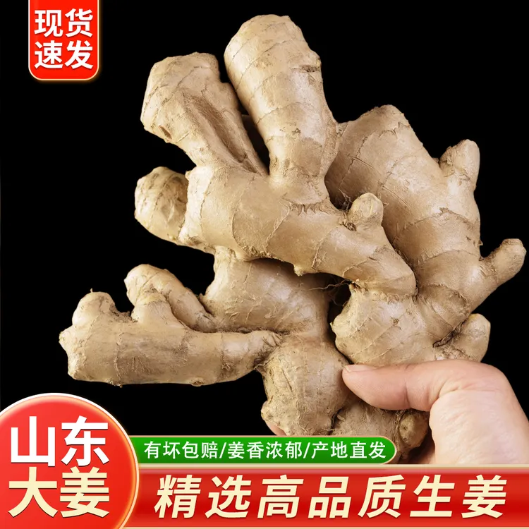 山东大黄姜出口品质生姜新鲜现挖老姜带泥黄姜产地直发1/2/3/5斤
