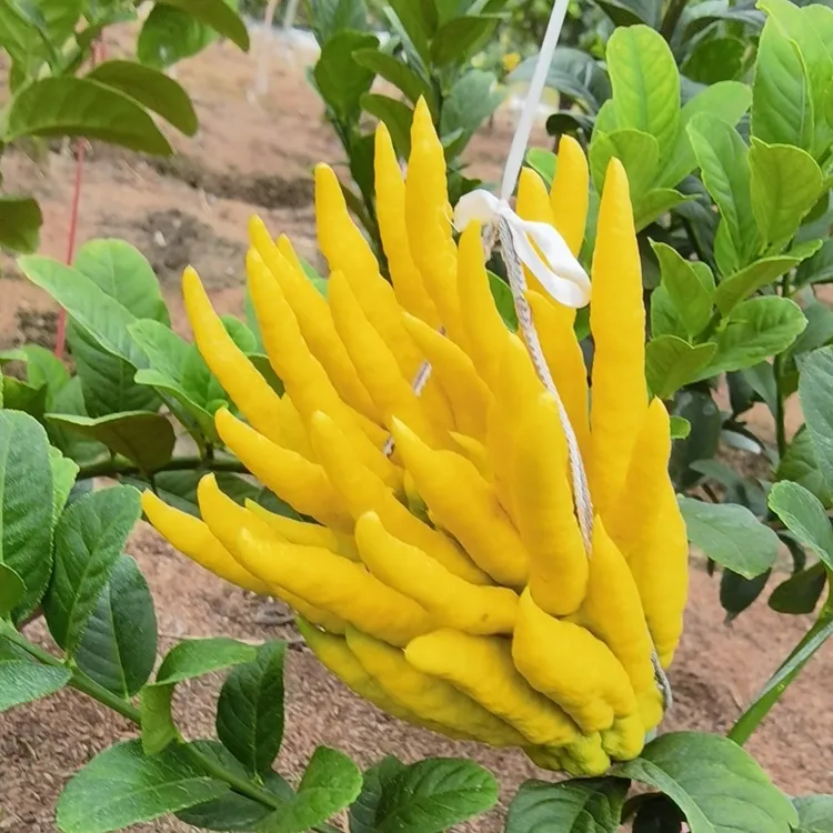 【漫香亭佛手】带枝水培干养闻香绿植基地直发