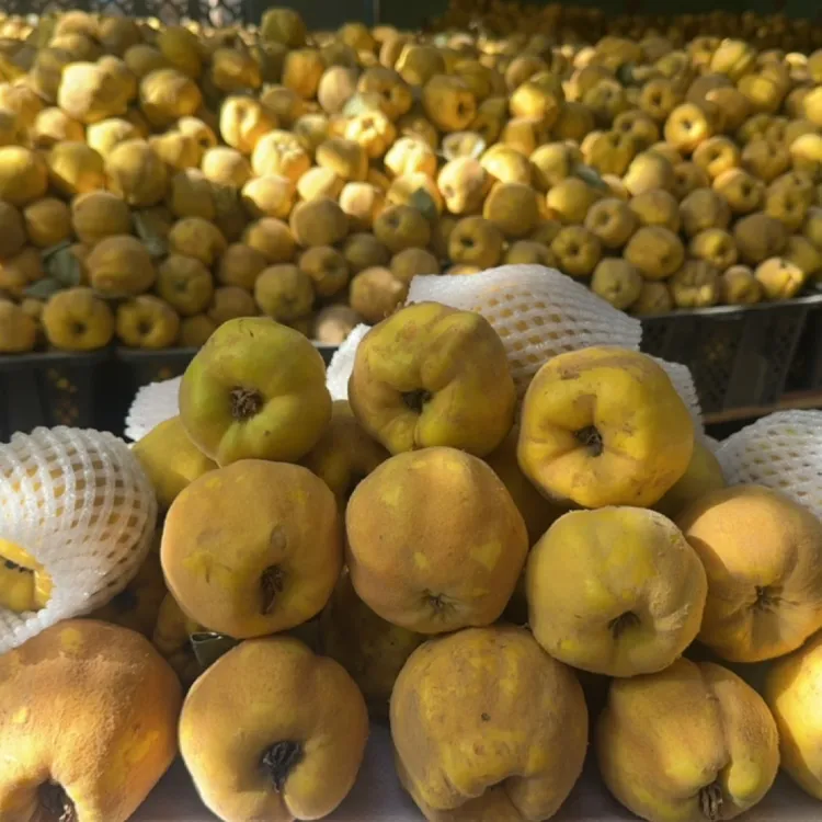新疆特产水果木瓜