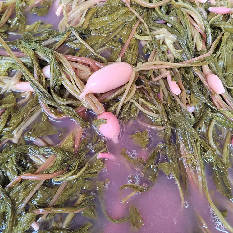 【萝卜酸菜】贵州特产无盐酸菜农家自制萝卜酸菜豆米酸菜鱼调料