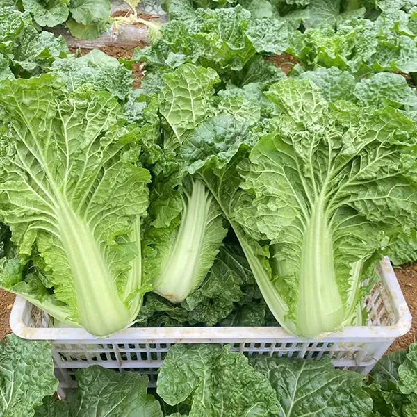 贵州农家麻叶菜露天种植新鲜麻叶青白菜吃火锅菜现砍现发