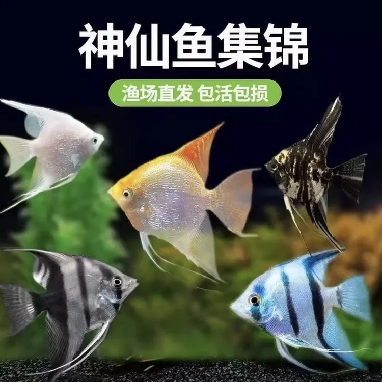小型神仙鱼活鱼大型燕鱼秘鲁三色热带观赏鱼小型淡水好养神仙鱼苗