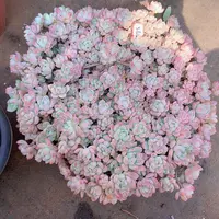 一物一拍多肉家里365桃酥