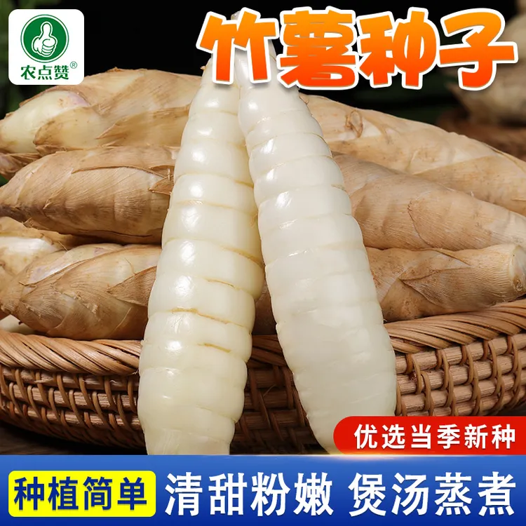 【DD】竹薯种子耐热耐寒冬粉薯竹节薯竹芋结枝粉营养丰富种孑