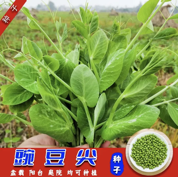 无须豌豆苗种子专吃豌豆尖四季芽苗菜甜豌豆种子阳台盆栽农家蔬菜