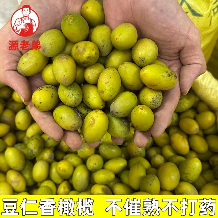 源老弟花皮豆仁香橄榄新鲜采摘生吃煲汤腌制泡酒一斤装