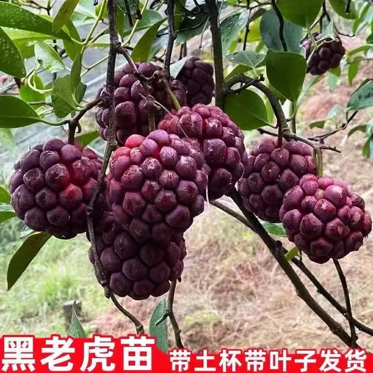 正宗黑老虎巨峰葡萄树苗布福娜苗抗寒耐热品种南北方盆栽地栽