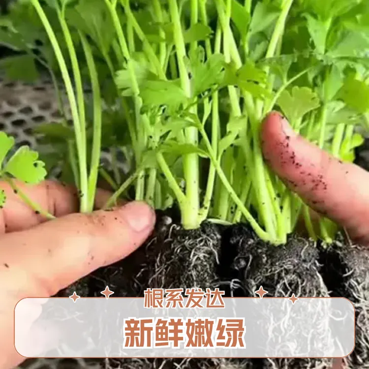 耐寒法国皇后带土西芹苗四季可种冬季适合秋冬农业季节蔬菜种植