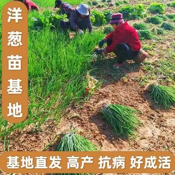 山东寿光水果洋葱苗阳台种植紫皮带根二红扁圆耐寒红皮洋葱头苗子