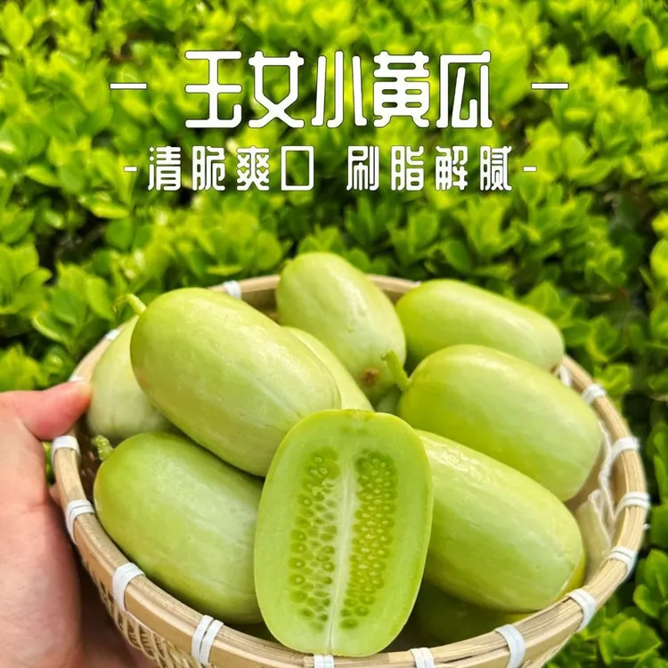 山东新鲜拇指玉女黄瓜皮薄多汁可生吃的清甜水果黄瓜新鲜水果