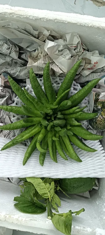 新鲜佛手柑鲜切室内天然香薰可用于客厅办公桌装饰