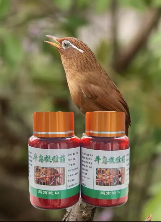 画眉鸟斗鸡抗打药提高鸟性生鸟提兴斗鸟比赛药耐力药打彩药训练药