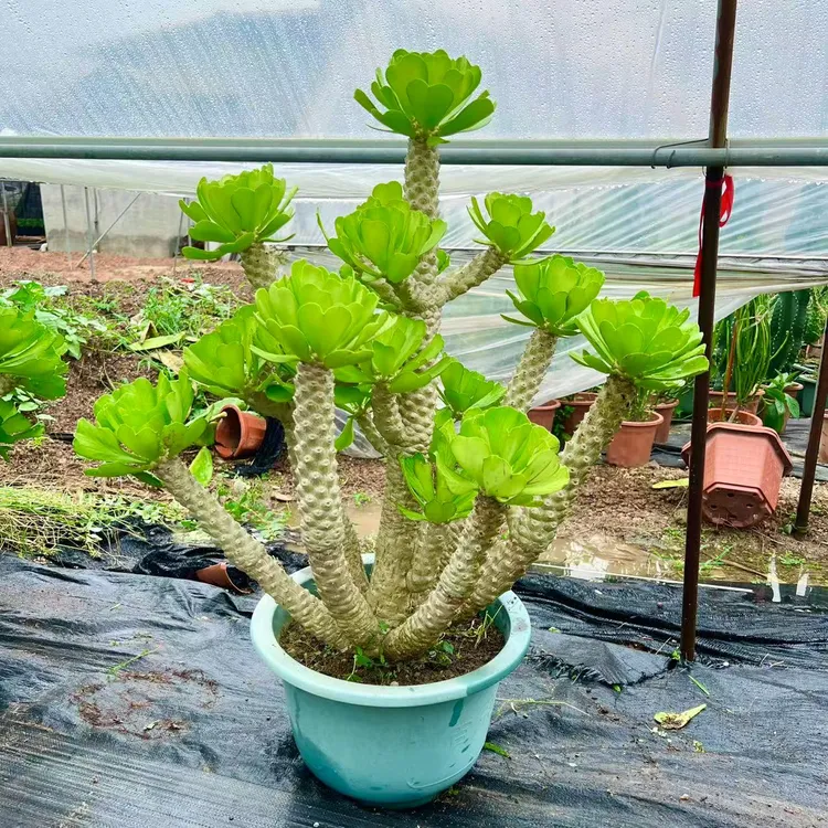 大型绿植多肉植物老桩绿色扇贝麒麟沙生植物耐热庭院盆景花园户外