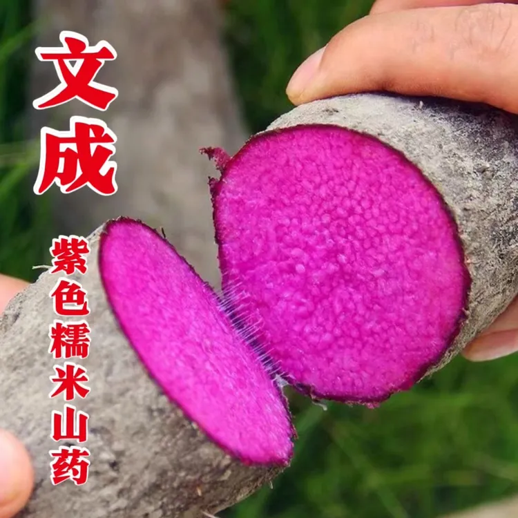 文成特产紫色糯米山药