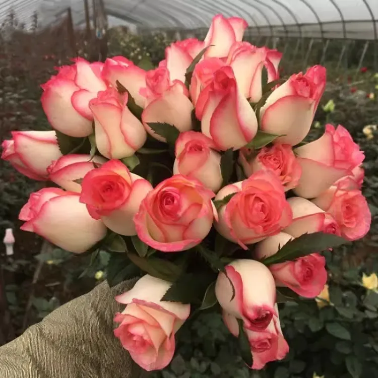 【买三送一】云南玫瑰花苗四季开花浓香大花型老桩室内外花卉