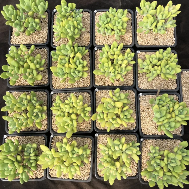 芒果奶酪多肉植物耐热耐寒易度夏好过冬脱土发货