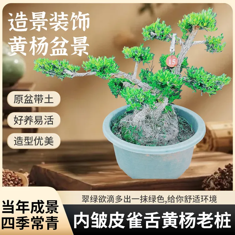 山水盆景室内皱皮雀舌黄杨老桩素材（招财款01号）黄杨树老桩盆栽