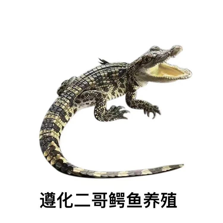 人工养殖暹罗鳄40-50cm宠物包邮保活