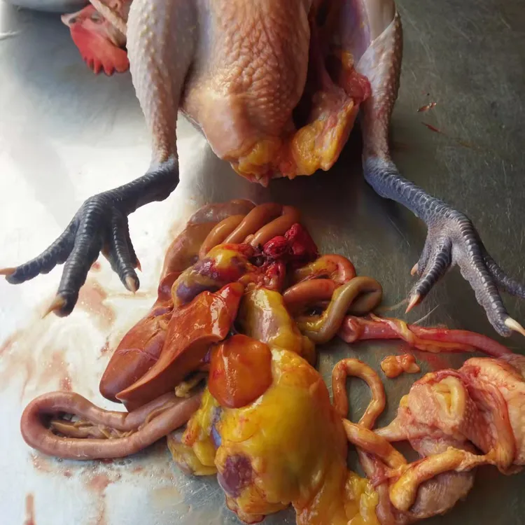 散养土鸡，真散养不骗人