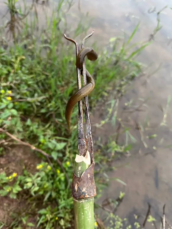 泥鳅黄鳝叉子、纯手工打造（瞄准百发百中）
