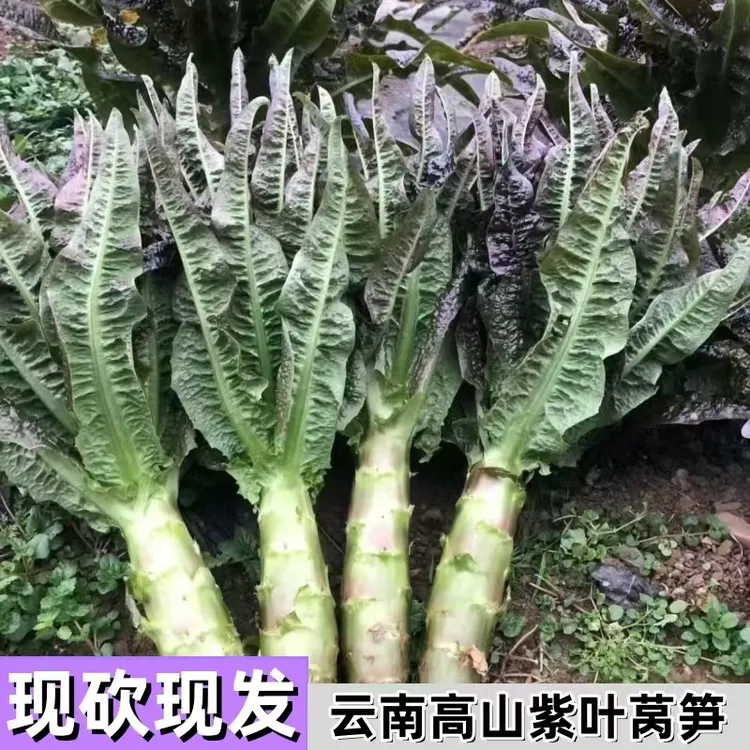 云南露天种植紫叶莴笋新鲜采摘当天发货自然成熟品质发货