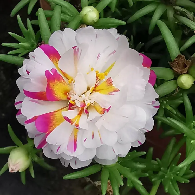 特殊花色+网红花色混色无根枝条长度6cm16个花色以上每个花色一