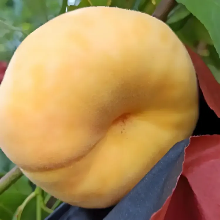 新疆公斤蟠嫁接枝条 八月中旬成熟 单果500克以上 脆甜