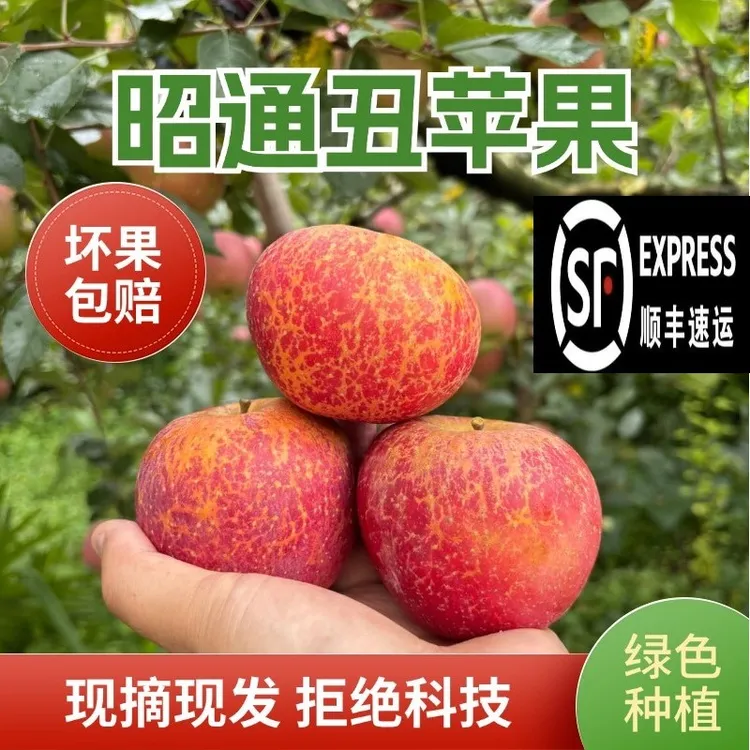【昭通丑苹果顺丰专线】昭通糖心丑苹果脆甜新鲜5/10斤果园直发