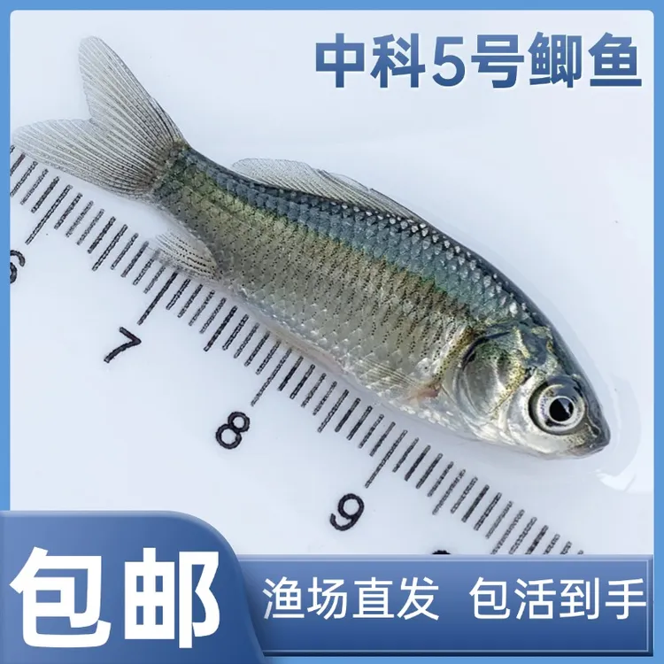 【活体】鲫鱼中科5号宠物淡水养殖-秋