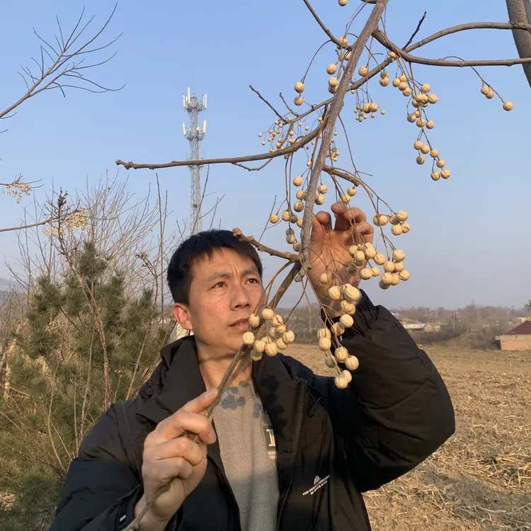 山西 苦楝子 药材手工手串