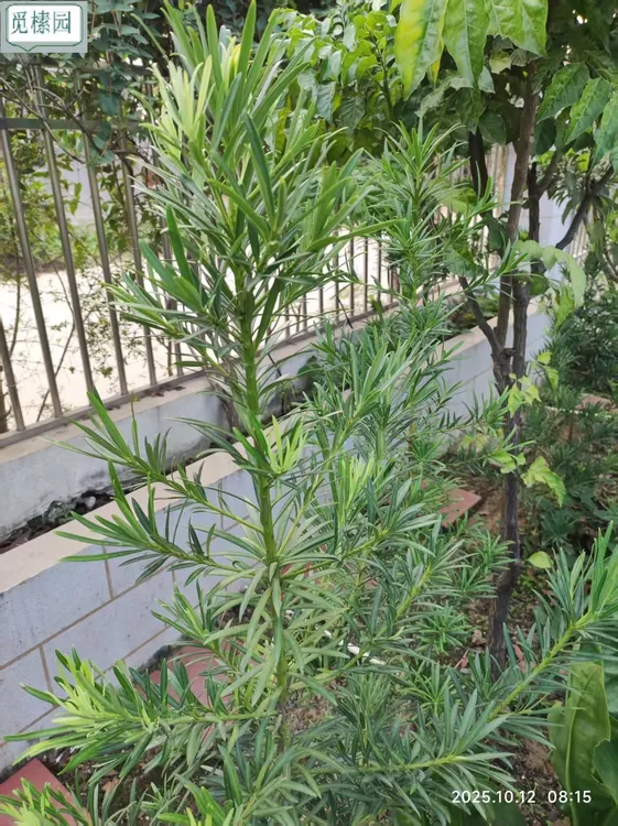 雀舌小叶罗汉松盆景绿植适合阳台庭院书桌室内外种植