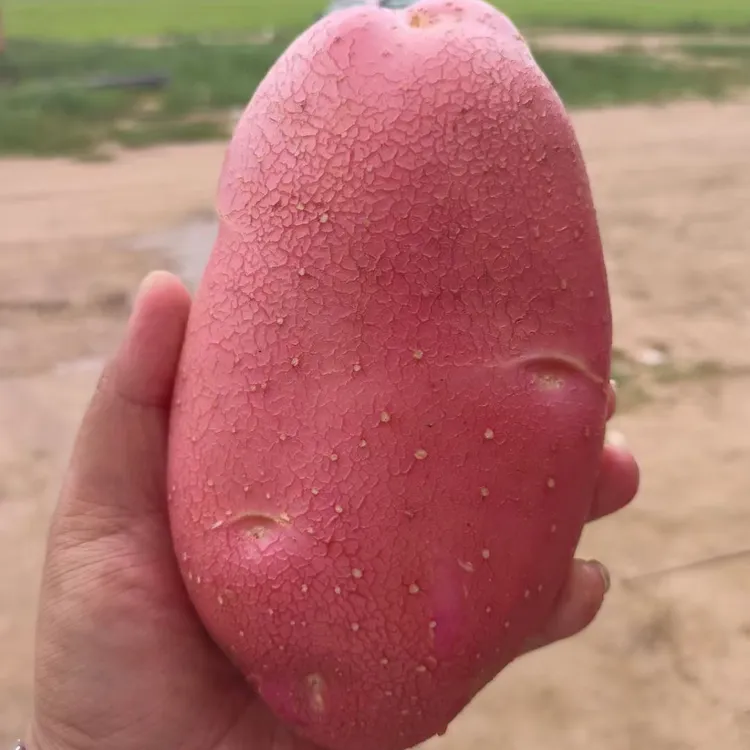 红美人土豆新鲜现挖软糯香甜