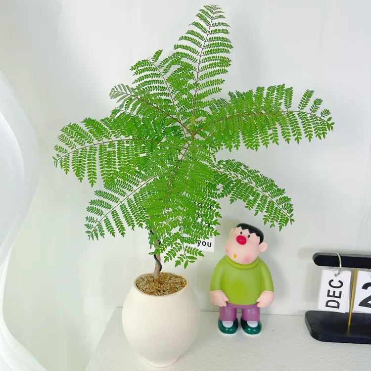 造型蓝花楹盆栽绿植好养精致美观室内阳台办公室乔迁新居发财树