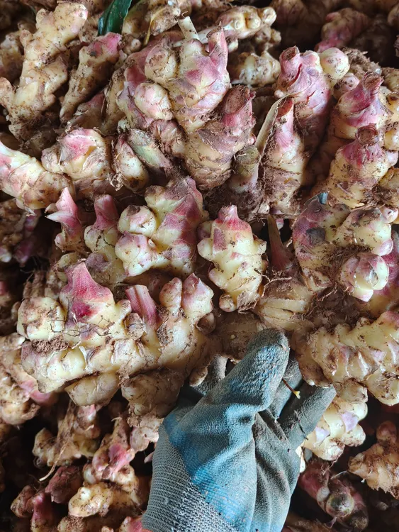 云南姜小黄姜现挖新鲜嫩姜红芽姜泡姜糖醋姜生腌凉拌