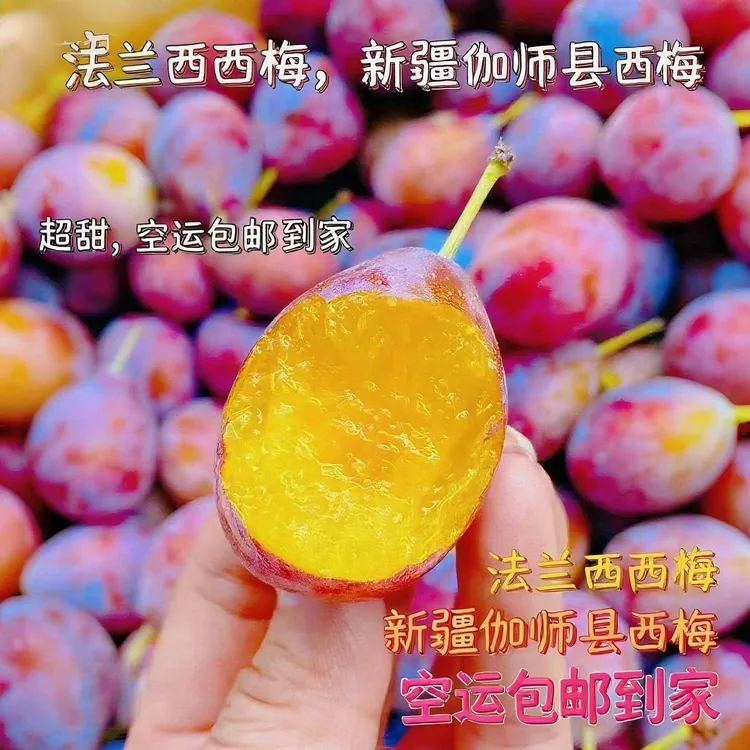 ❤京东空运包邮❤新疆喀什伽师县法兰西西梅水果新鲜现摘现发新疆直