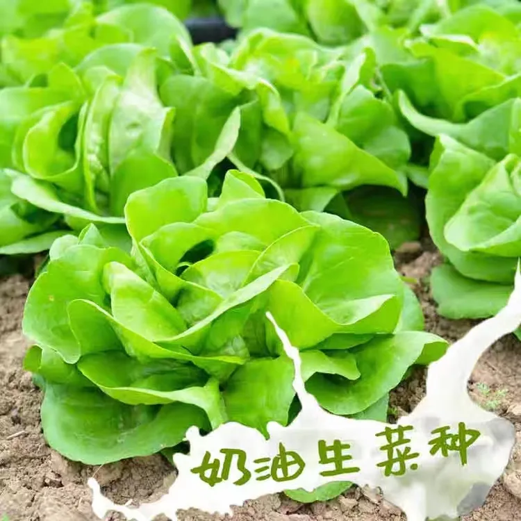 奶油生菜种子阳台盆栽耐热耐寒可生吃生菜种子四季蔬菜种子大全