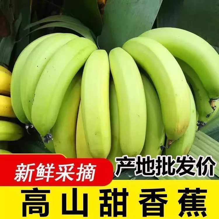 广东本地香蕉新鲜采摘香蕉甜糯正宗高山自然熟青皮当季孕妇水果