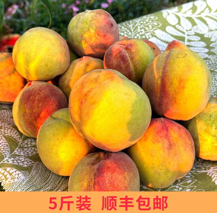 正宗甘肃庆阳宁县黄甘桃软糯香甜小时候的味道5斤顺丰包邮