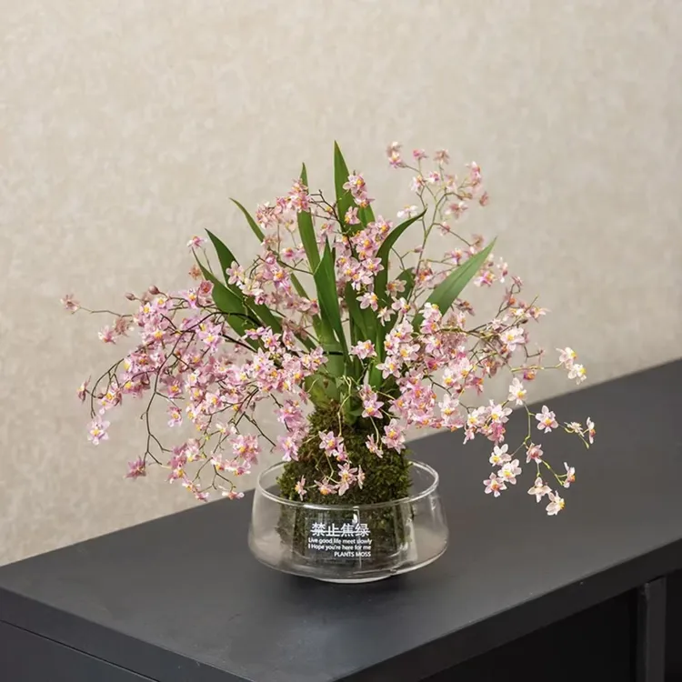 梦香兰文心兰带花苞盆栽半水培奶香味室内花卉绿植