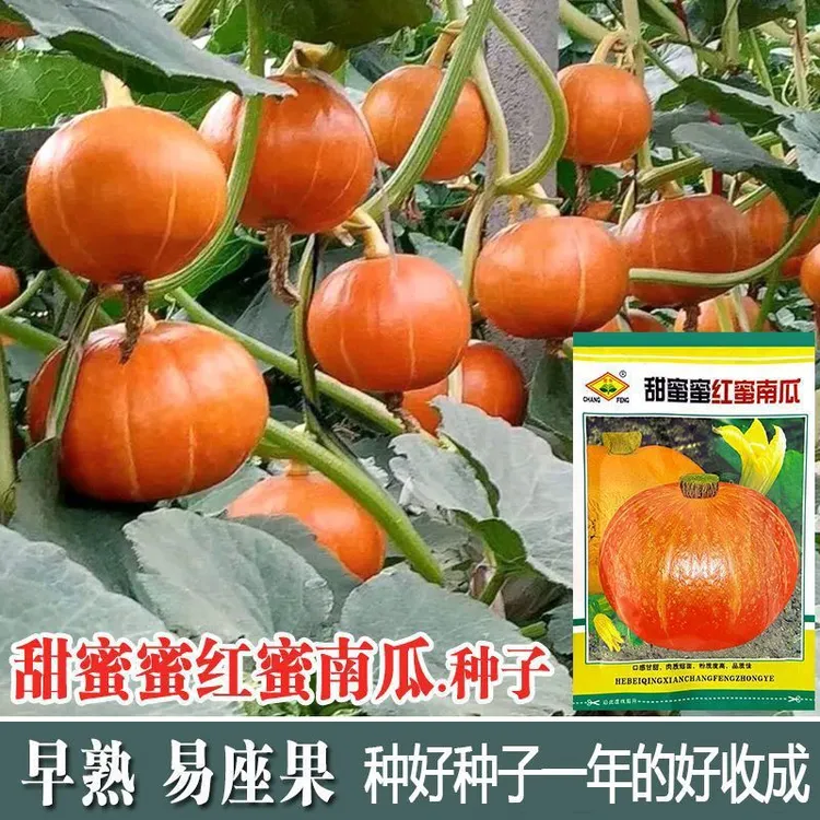 【任意拍满5包包邮】南瓜种子甜蜜蜜红蜜南瓜种子贝贝南瓜蔬菜种籽